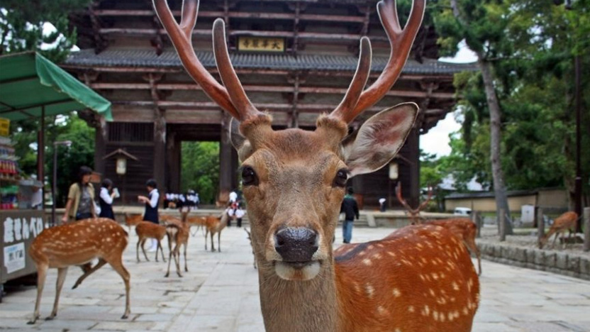 Nara Park